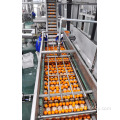 Uva fresca Linha de produção de processamento de suco de coco laranja